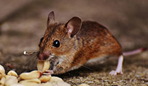 24 Hour & Emergency Exterminators in Cundys Harbor, ME